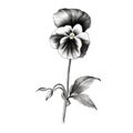 High Resolution Black And White Pansy Drawing With Minimalistic Style