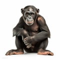 High Resolution Bonobo Photo With Ultra Photorealistic Detail And Soft Lighting
