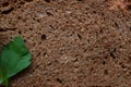 High resolution brown bread texture background. Texture of brown bread baked from rye flour Royalty Free Stock Photo