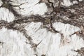 Birch tree bark texture background with white surface and dark cracks. Royalty Free Stock Photo