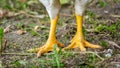 High-resolution close-up shot of two chicken's legs perched atop lush, green grass Royalty Free Stock Photo
