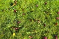 High resolution close up view on a green grass field with lots of detail Royalty Free Stock Photo