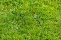 High resolution close up view on a green grass field with lots of detail Royalty Free Stock Photo