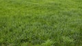 High resolution close up view on a green grass field with lots of detail Royalty Free Stock Photo