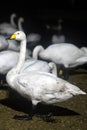 A closeup of a group of Whooper Swans