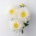 High Resolution Commercial Photography Of White Chrysanthemum Flowers