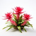 High Resolution 3d Representation Of Red Bromeliad Flowers