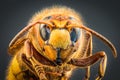 High resolution detail macro shot of a hornet with focus stacking composed of several single images, Germany