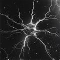 A high-resolution electron microscope image of a neuron displaying its complex network of dendrites