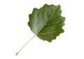 High Resolution green leaf of white poplar tree