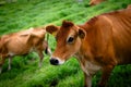 High-resolution image of a brown cow in a lush green field, with a focus on the facial features Royalty Free Stock Photo