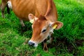 High-resolution image of a brown cow in a lush green field, with a focus on the facial features Royalty Free Stock Photo