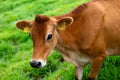 High-resolution image of a brown cow in a lush green field, with a focus on the facial features Royalty Free Stock Photo