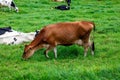 High-resolution image of a brown cow in a lush green field, with a focus on the facial features Royalty Free Stock Photo