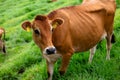 High-resolution image of a brown cow in a lush green field, with a focus on the facial features Royalty Free Stock Photo