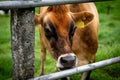 High-resolution image of a brown cow in a lush green field, with a focus on the facial features Royalty Free Stock Photo