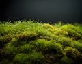 Vibrant Green Moss Growing on Forest Floor, Close-Up Nature Texture Royalty Free Stock Photo