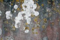 Wall covered with yellow lichen, a background or texture Royalty Free Stock Photo