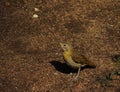 High resolution image of a cute stripe-tailed yellow finch on the ground. The birds colors blend with the background