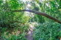 High-resolution image of a dense, trodden dirt path winding through a lush tropical landscape A natural archway of overhead Royalty Free Stock Photo