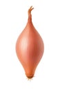 High Resolution Image Of A Fresh Shallot Isolated On A Clean Pure White Background No Shadows No Background Studio Lighting Ideal Royalty Free Stock Photo