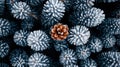 Detailed top-down view of frosted pine-like formations Royalty Free Stock Photo
