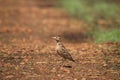 Brown colored crested lark bird in its habitat Royalty Free Stock Photo