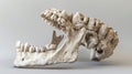 Highly detailed mandible bone structure on a clear background for medical study
