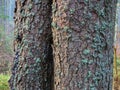 High resolution image, twin pine tree bark in focus Royalty Free Stock Photo