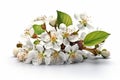 A close up of a flower with the word cherry on white background