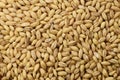 Food: Close up of Hulless Barley Shot in Studio Royalty Free Stock Photo