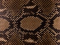 Python Snake Skin Texture Background, Natural Reptile Scales Pattern, Exotic Leather Macro Royalty Free Stock Photo