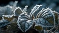 High-resolution Macro Shot Of Frost Crystals On Delicate Rubber Plant