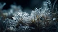 High Resolution Macro Shot Of Frost Crystals Forming On Jasmine Surface Royalty Free Stock Photo