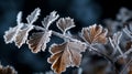 High Resolution Macro Shot Of Frost Crystals On A Maidenhair Royalty Free Stock Photo