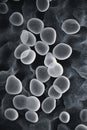 High-resolution microscopic view of yeast cells in monochrome Royalty Free Stock Photo
