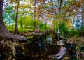 High Resolution Panaramic View of Morning Sunlight on Fall Foliage of Giant Cypress Trees on the Cibolo Creek, Texas. Royalty Free Stock Photo