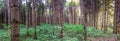 High resolution panoramic shot of green pine forest with entering sunlight