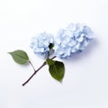 Minimalistic Japanese Hydrangea Branch On White Background