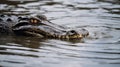 freshwater crocodile in a forest environment Royalty Free Stock Photo