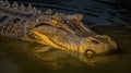 freshwater crocodile in a forest environment Royalty Free Stock Photo