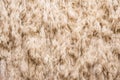 high resolution photo of lambs wool Royalty Free Stock Photo