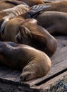 High resolution photo of seals sleeping