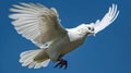 A high-resolution photograph of a white dove in fligh. Generative AI Royalty Free Stock Photo