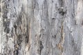 background texture tree trunk Royalty Free Stock Photo