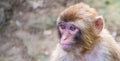 High resolution profile portrait of a macaque head with bright eyes Royalty Free Stock Photo
