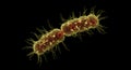 High resolution render of dividing microorganism Royalty Free Stock Photo