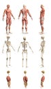 9 in 1, male body with skeleton and internal organs - anatomy concept for healthcare - cg hi-res medical 3D illustration isolated