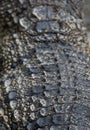 Crocodile saltwater skin. hi-res Royalty Free Stock Photo