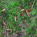 High resolution seamless texture of a forest ground with moss and nuts Royalty Free Stock Photo